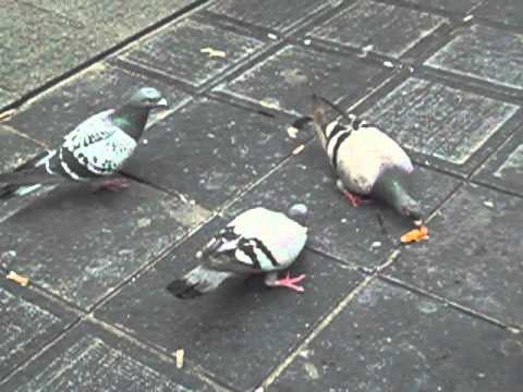 Taubenkampf ums Brot