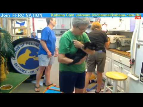 Jerusha, Jete, Posie and Major adoption 2015 07 05