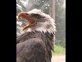 Bald Eagle Real Sound