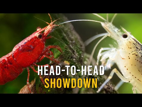 Red Cherry Shrimp VS Amano Shrimp - Don’t PICK Until You Watch This!