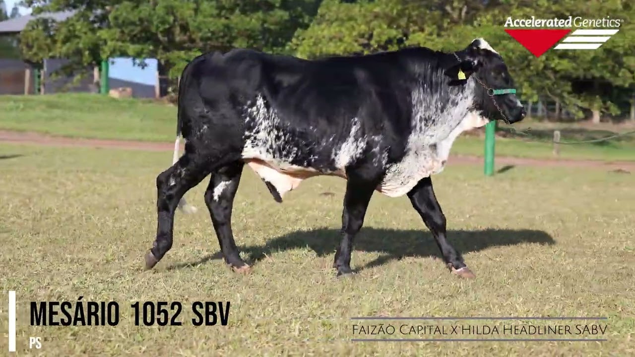 Vídeo MESÁRIO 1052 SABV