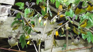 Download lagu The abundant bird rain at the cottage makes your hair stand on end. mp3 Download lagu The abundant bird rain at the cottage makes your hair stand on end. mp3