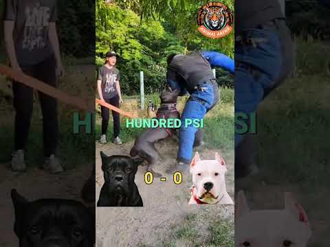 Dogo Argentino vs Cane Corso 🐶💥