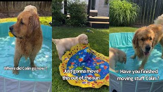 Download lagu I Made My Dogs A Water Park mp3