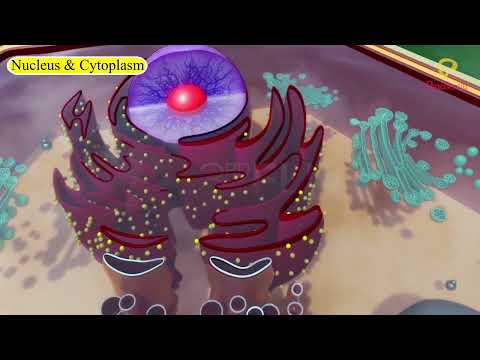 Practically's Concepts - Nucleus and Cytoplasm- #LearnPractically