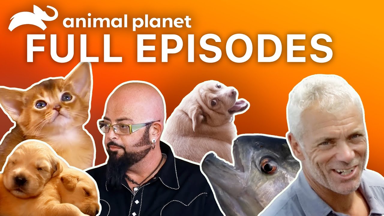 FULL EPISODES Animal Planet Throwback Marathon