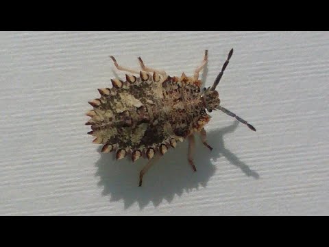 Insect New species of insect HD