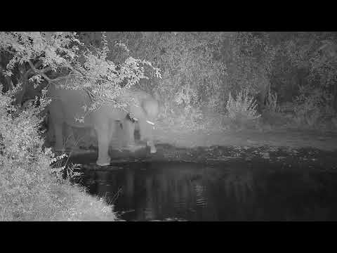 Kwa: Elephants drinking at watering hole - 17:54 - 06/06/19