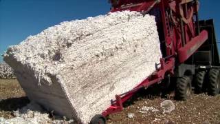 Conheça o ciclo da lavoura do algodão produzido no Sul do PI