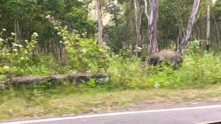 preview picture of video 'Lonely Tusker!! Elephant grazing! Chamrajanagar diaries '