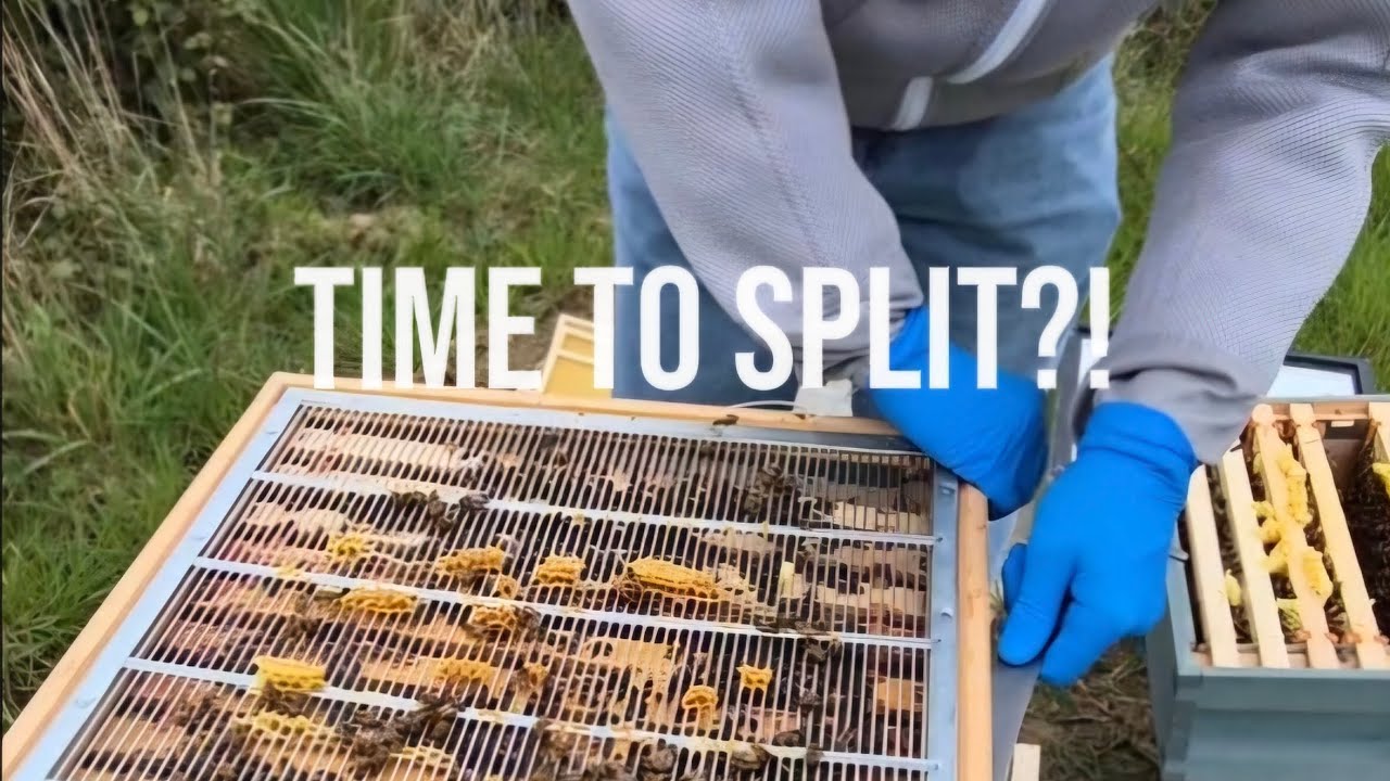  3rd Hive Inspection: Bees BOOMING & Time to Split?! 🐝🍯