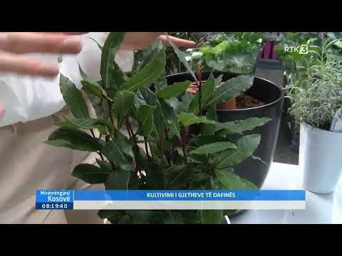 Mirëmëngjesi Kosovë - Kultivimi i gjetheve të dafinës  24.06.2023