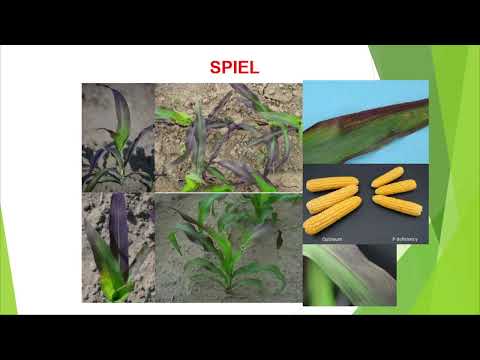 MAISERNTE: SYMPTOME VON MAKRONÄHRSTOFFMÄNGELN