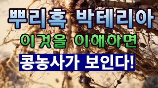 [텃밭농부.875]  뿌리혹박테리아를 알면 콩농사가 보인다 #콩재배