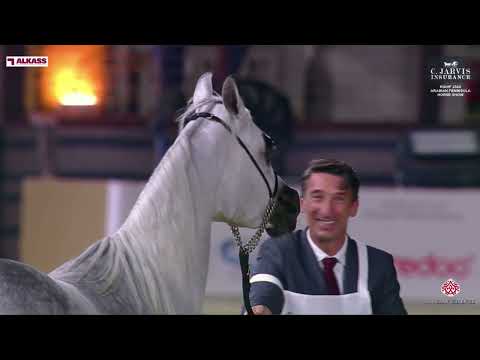 N 116 D AMEEREYYAH   KIAHF 2024   Arabian Peninsula Horse Show   Mares 4 6 Years Old Class 7