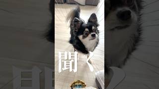 犬、ママの言う事きちんと聞くぜ。  #犬との暮らし #chihuahua #dog