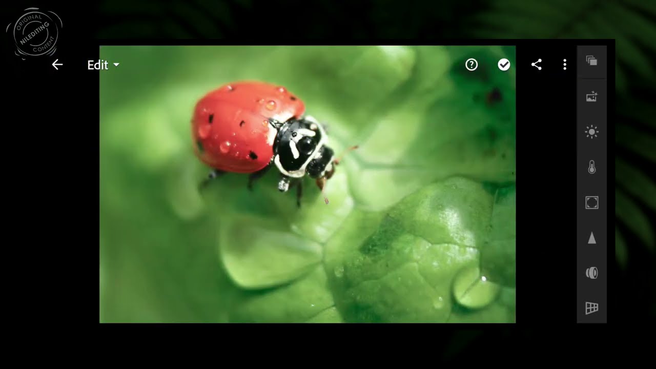 how to edit professional macro photography by nil editing