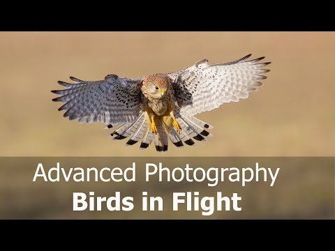 How to Photograph Birds in Flight: Advanced (Including Canon AF Case Settings)