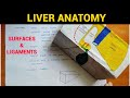 Liver Anatomy 1 4 Surfaces Ligaments Of Liver EOMS