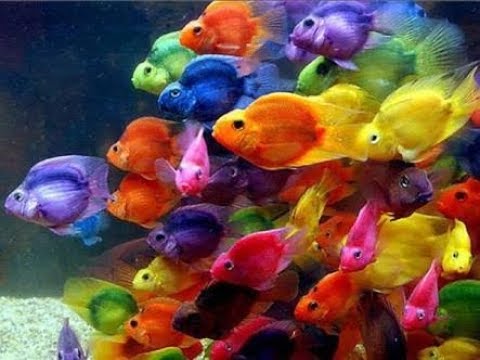 Parrot fish aquarium set up and adding 30 red parrots.