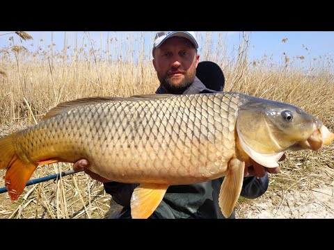 Фото САЗАНЫ МОНСТРЫ! ловля сазана на старую удочку с боковым кивком!