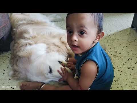 Twins _ Srinish and Srinika _ Srinish's badmashi playtime with our golden retriever "Caesar"
