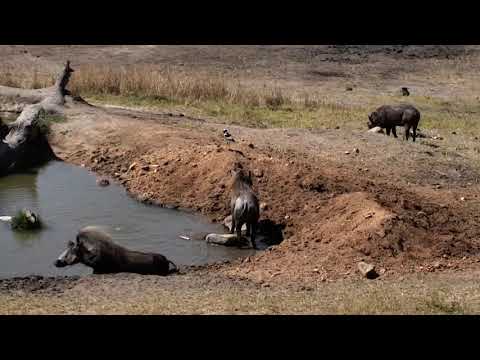 Djuma: Warthog family of three in for a visit - 09/13/18