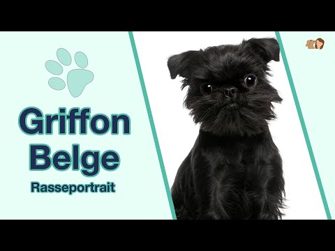 Griffon Belge breed profile: The small, shaggy Belgian Griffons