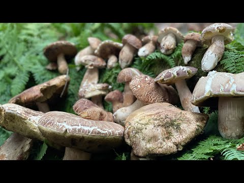 PORCINI MUSHROOMS, WHAT A PASSION #20 2022-06-28 🍄 #20