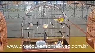 PANTERA CMA