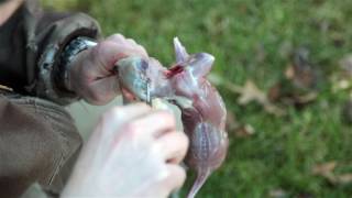Squirrel Skinning: For Hide & Meat