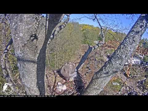 Vistu vanags - Rīgā 09.05.2022 10:30