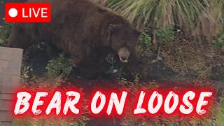 LIVE: Bear spotted roaming through Southern California neighborhood