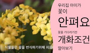 화초 꽃피우기 방법 | 꽃피우는법 |개화조건|꽃피는 식물
