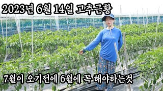 노지고추 7월 장마 전에 꼭 하세요