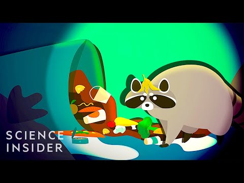 為什麼城市與浣熊的鬥爭會失敗？ (Why Cities Are Battling Raccoons And Failing)