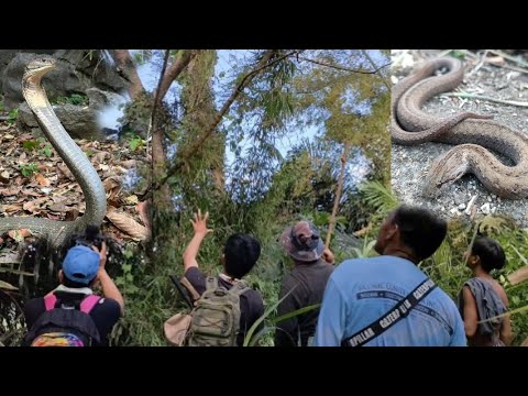 MONSTER KING COBRA PART 2