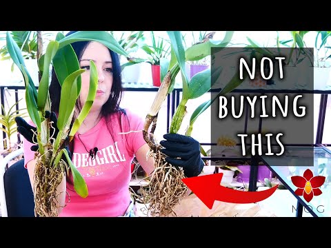 Why I don't buy bare root Cattleya Orchids.. except for these ones 🤭 Orchid Haul Watch S3E2