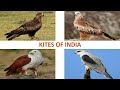 Kites Of India Raptors Indian Birds