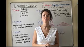 Introdução à Estrutura Organizacional.