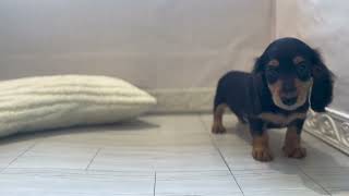 ミニチュアダックスの動画01