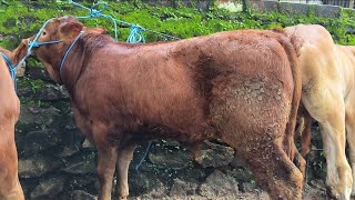 Download lagu 6,000!! Cheap Prices for Cattle!! Flooded with Few Buyers!! Jatirogo Cattle Market mp3