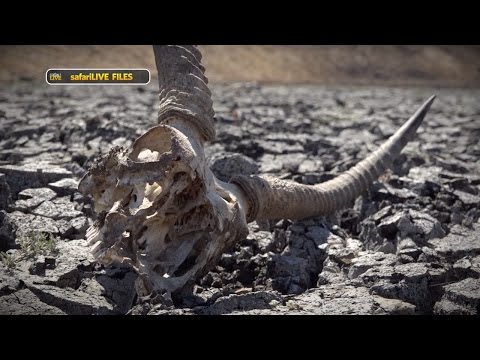 The Djuma Drought