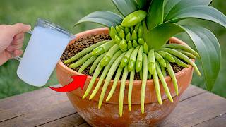 Amazing! How to Revive a Dying Orchid (Simple Method That Actually Works)