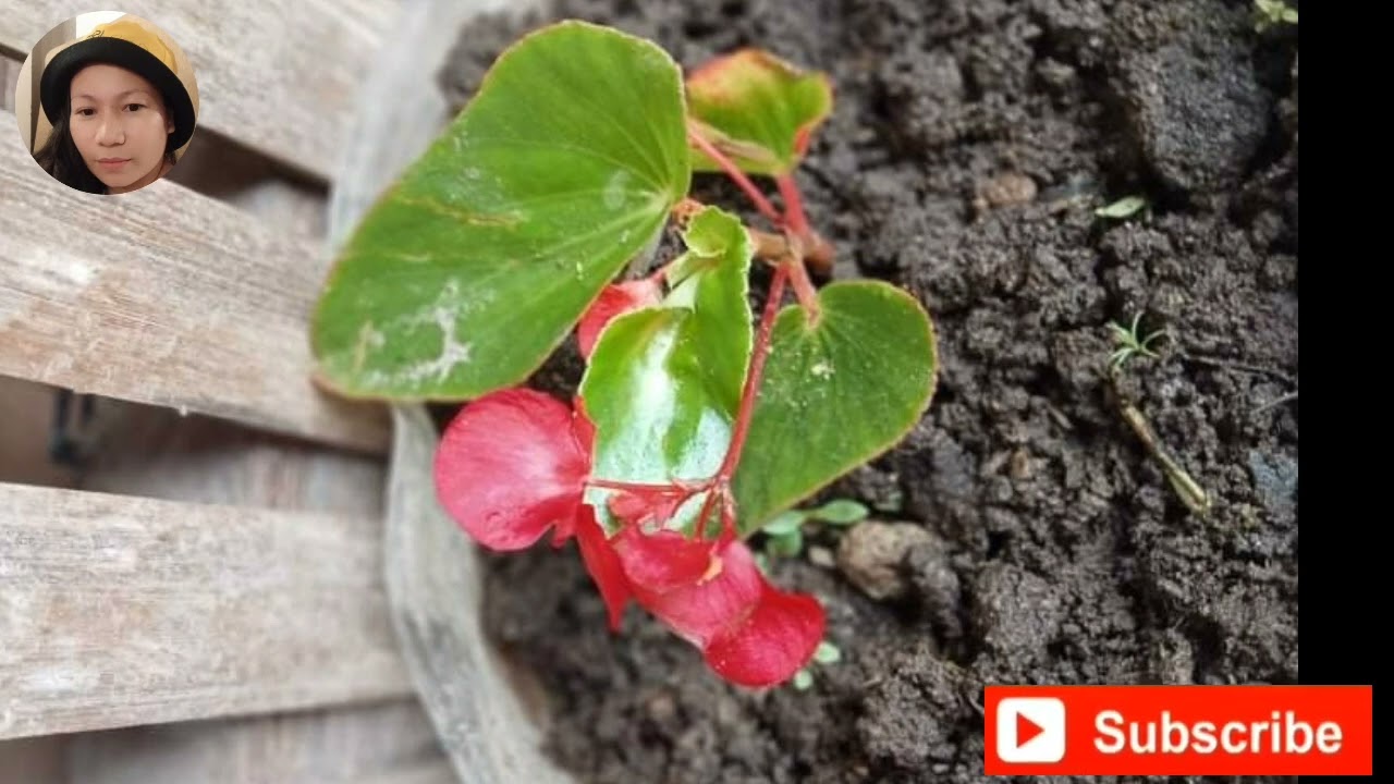 Mga Iba't ibang Bulaklak