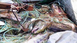 Где ловят кету на дальнем востоке