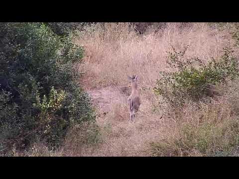 Djuma: Grey Duiker - 15:38 - 05/01/21