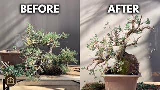 Turning a Cascade Bonsai into a Vertical Bonsai | Juniper Challenge!