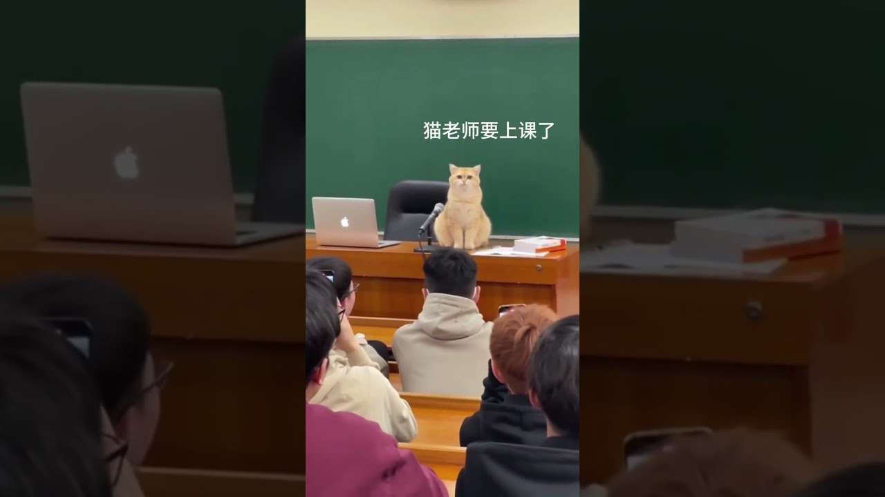 The cat teacher says two sentences.