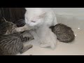 Orphan Kitten’s First Attempt to Steal Milk Ends in Mother Cat’s Attack DEFAULT Thumbnail